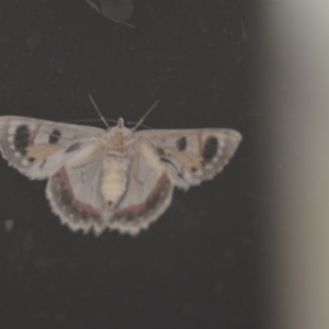 Crypsiphona ocultaria at Wamboin, NSW - 9 Apr 2018