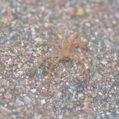 Sparassidae (family) (A Huntsman Spider) at Wamboin, NSW - 14 Apr 2018 by natureguy