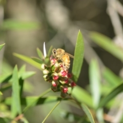 Apis mellifera (European honey bee) at QPRC LGA - 8 May 2018 by natureguy