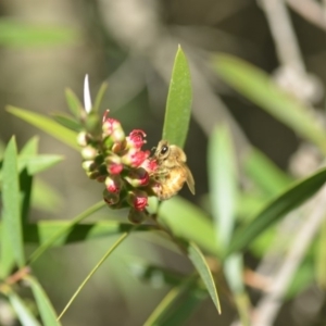 Apis mellifera at Wamboin, NSW - 8 May 2018 12:55 PM