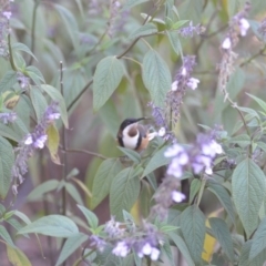 Acanthorhynchus tenuirostris (Eastern Spinebill) at Wamboin, NSW - 8 May 2018 by natureguy