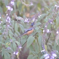 Acanthorhynchus tenuirostris at Wamboin, NSW - 8 May 2018