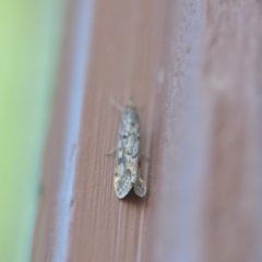 Achyra affinitalis at Wamboin, NSW - 8 May 2018 01:04 PM