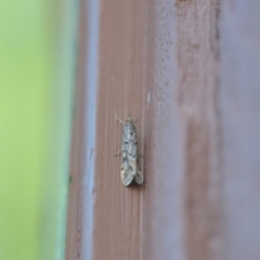 Achyra affinitalis at Wamboin, NSW - 8 May 2018