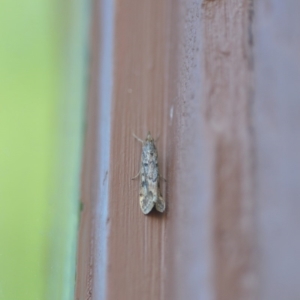 Achyra affinitalis at Wamboin, NSW - 8 May 2018 01:04 PM