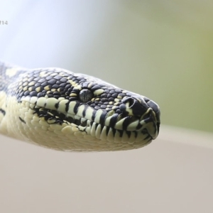 Morelia spilota spilota at Cunjurong Point, NSW - 25 Sep 2014