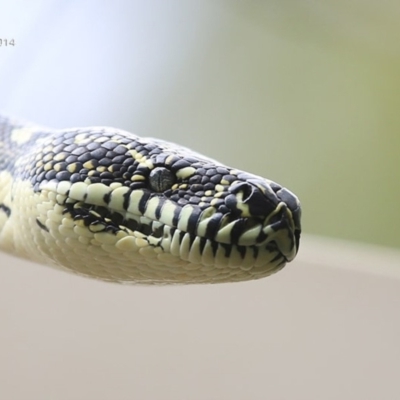 Morelia spilota spilota (Diamond Python) at Cunjurong Point, NSW - 25 Sep 2014 by CharlesDove