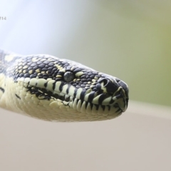 Morelia spilota spilota (Diamond Python) at Cunjurong Point, NSW - 24 Sep 2014 by Charles Dove