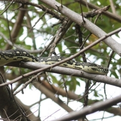 Morelia spilota spilota at Cunjurong Point, NSW - 25 Sep 2014