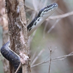 Morelia spilota spilota at Cunjurong Point, NSW - 25 Sep 2014