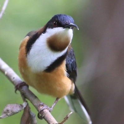 Acanthorhynchus tenuirostris (Eastern Spinebill) at Milton Rainforest Walking Track - 24 Sep 2014 by CharlesDove