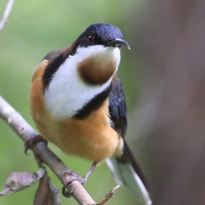 Acanthorhynchus tenuirostris (Eastern Spinebill) at Milton, NSW - 23 Sep 2014 by Charles Dove