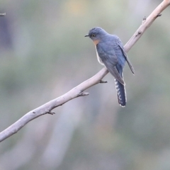 Cacomantis flabelliformis (Fan-tailed Cuckoo) at Morton National Park - 24 Sep 2014 by CharlesDove