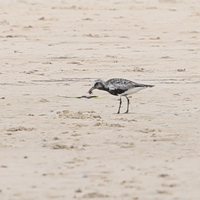 Pluvialis squatarola (Grey Plover) at Cunjurong Point, NSW - 24 Sep 2014 by Charles Dove