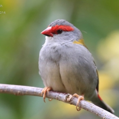 Neochmia temporalis (Red-browed Finch) at Cunjurong Point, NSW - 25 Sep 2014 by CharlesDove