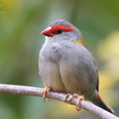 Neochmia temporalis (Red-browed Finch) at Cunjurong Point, NSW - 24 Sep 2014 by CharlesDove