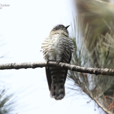 Chrysococcyx lucidus (Shining Bronze-Cuckoo) at Porters Creek, NSW - 23 Sep 2016 by CharlesDove