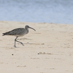 Numenius phaeopus (Whimbrel) at Cunjurong Point, NSW - 24 Sep 2014 by Charles Dove