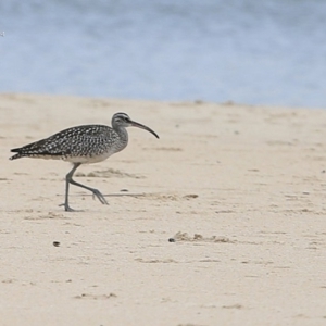 Numenius phaeopus at Cunjurong Point, NSW - 25 Sep 2014