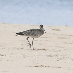 Numenius phaeopus at Cunjurong Point, NSW - 25 Sep 2014