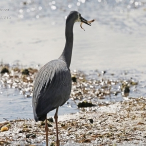 Egretta novaehollandiae at Burrill Lake, NSW - 23 Sep 2014