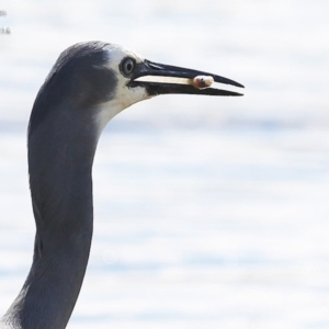 Egretta novaehollandiae at Burrill Lake, NSW - 23 Sep 2014