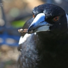 Gymnorhina tibicen (Australian Magpie) at Coomee Nulunga Cultural Walking Track - 21 Sep 2014 by Charles Dove