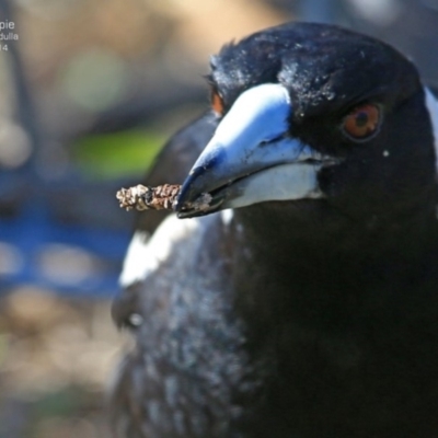 Gymnorhina tibicen (Australian Magpie) at Ulladulla, NSW - 22 Sep 2014 by CharlesDove