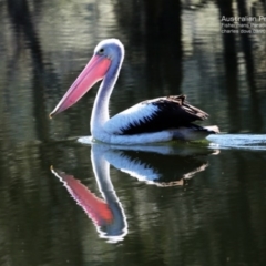 Pelecanus conspicillatus (Australian Pelican) at Hazel Rowbotham Reserve Walking Track - 21 Sep 2014 by Charles Dove