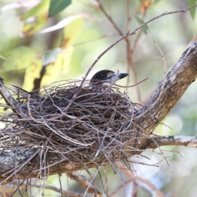 Cracticus torquatus (Grey Butcherbird) at Fishermans Paradise, NSW - 21 Sep 2014 by CharlesDove