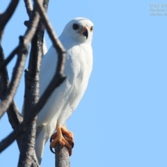 Accipiter novaehollandiae (Grey Goshawk) at Ulladulla, NSW - 22 Sep 2014 by Charles Dove