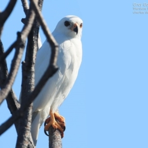 Tachyspiza novaehollandiae at Ulladulla, NSW - 23 Sep 2014