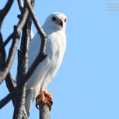 Accipiter novaehollandiae (Grey Goshawk) at Coomee Nulunga Cultural Walking Track - 22 Sep 2014 by Charles Dove
