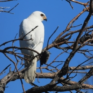 Tachyspiza novaehollandiae at Ulladulla, NSW - 23 Sep 2014