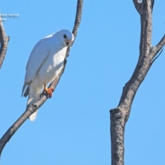 Tachyspiza novaehollandiae at Ulladulla, NSW - 23 Sep 2014