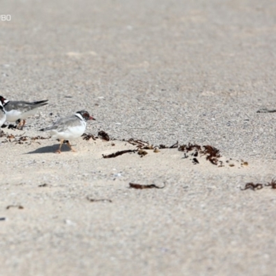 Charadrius rubricollis (Hooded Plover) at Ulladulla, NSW - 14 Sep 2014 by CharlesDove