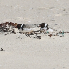 Charadrius rubricollis at suppressed - suppressed