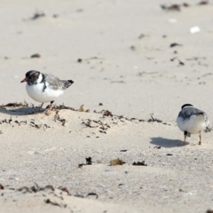 Charadrius rubricollis at suppressed - suppressed