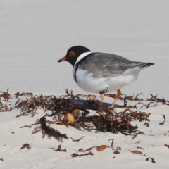 Charadrius rubricollis at suppressed - suppressed