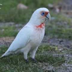 Cacatua tenuirostris (Long-billed Corella) at Burrill Lake, NSW - 12 Sep 2014 by Charles Dove