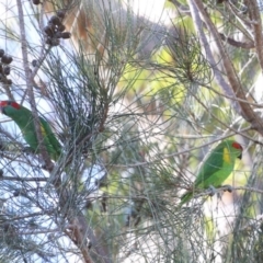 Glossopsitta concinna (Musk Lorikeet) at Fishermans Paradise, NSW - 21 Sep 2014 by Charles Dove