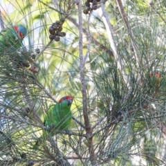 Glossopsitta concinna at Fishermans Paradise, NSW - 22 Sep 2014