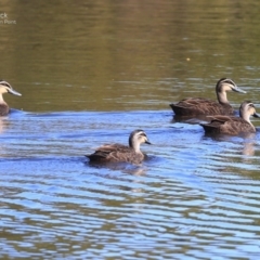 Anas superciliosa (Pacific Black Duck) at Burrill Lake, NSW - 22 Sep 2014 by Charles Dove