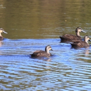 Anas superciliosa at Burrill Lake, NSW - 23 Sep 2014