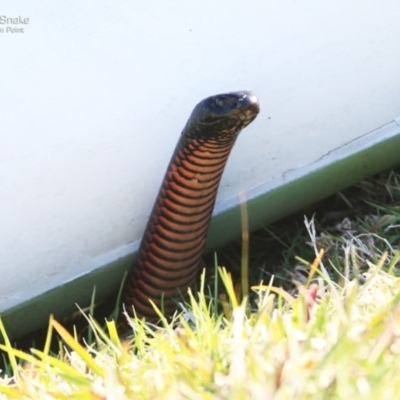 Pseudechis porphyriacus (Red-bellied Black Snake) at Wairo Beach and Dolphin Point - 22 Sep 2014 by Charles Dove
