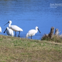 Platalea regia (Royal Spoonbill) at Wairo Beach and Dolphin Point - 22 Sep 2014 by Charles Dove