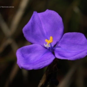 Patersonia sp. at South Pacific Heathland Reserve - 23 Sep 2014 12:00 AM