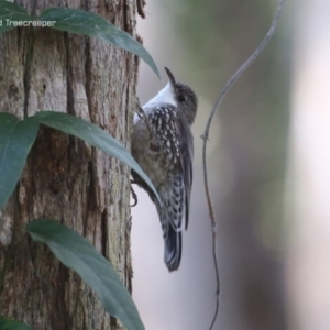 Cormobates leucophaea at South Pacific Heathland Reserve - 22 Sep 2014