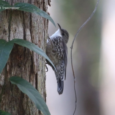 Cormobates leucophaea (White-throated Treecreeper) at South Pacific Heathland Reserve - 21 Sep 2014 by Charles Dove