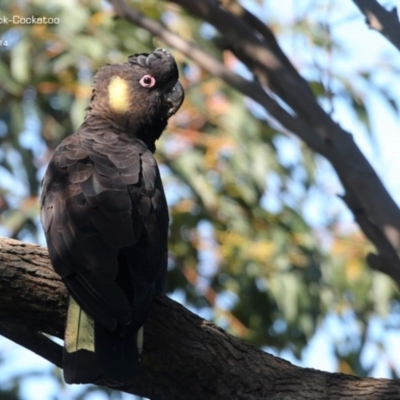 Zanda funerea (Yellow-tailed Black-Cockatoo) at Ulladulla - Warden Head Bushcare - 15 Sep 2014 by Charles Dove
